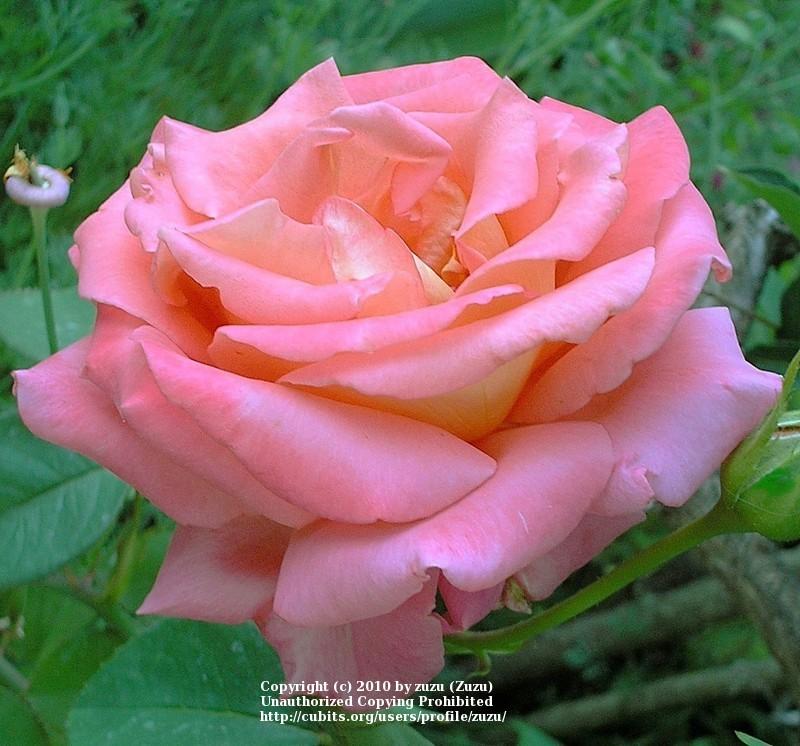 Photo of Rose (Rosa 'Boulie's Dream') uploaded by zuzu