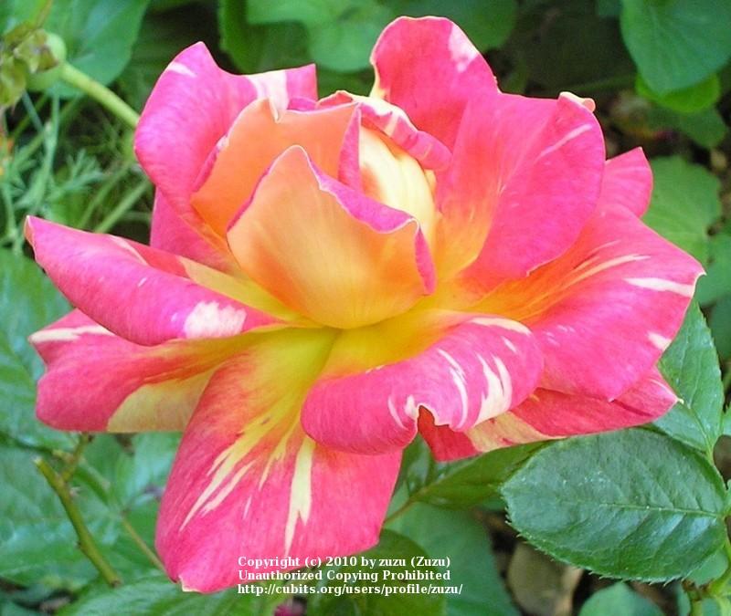Photo of Rose (Rosa 'Harry Wheatcroft') uploaded by zuzu