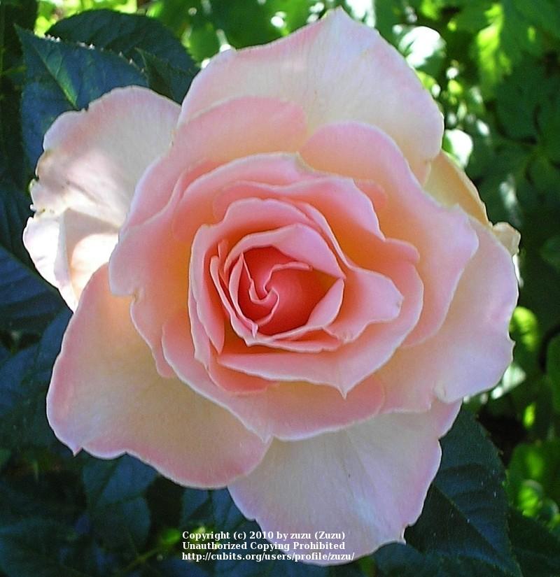 Photo of Rose (Rosa 'Susan Daniel') uploaded by zuzu