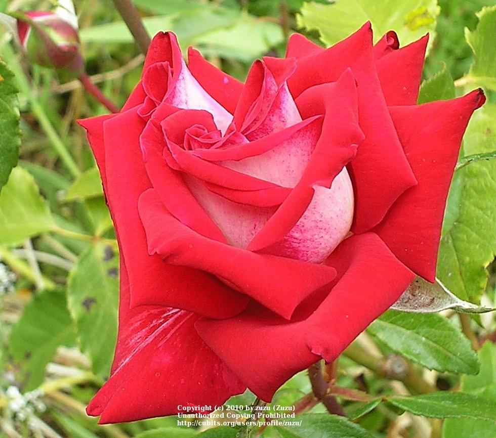 Photo of Rose (Rosa 'Fire 'n' Ice') uploaded by zuzu