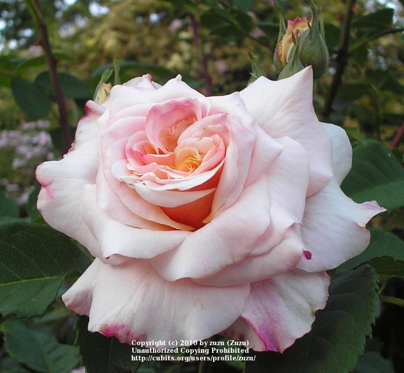 Photo of Rose (Rosa 'Caramella') uploaded by zuzu