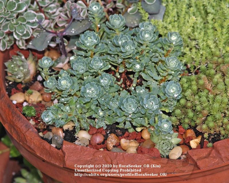 Photo of Afghan Stonecrop (Rhodiola pachyclada 'White Diamond') uploaded by floraSeeker_OR