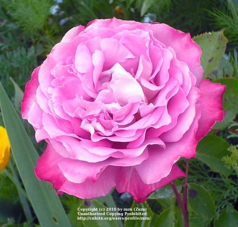 Photo of Rose (Rosa 'Chantilly Lace') uploaded by zuzu