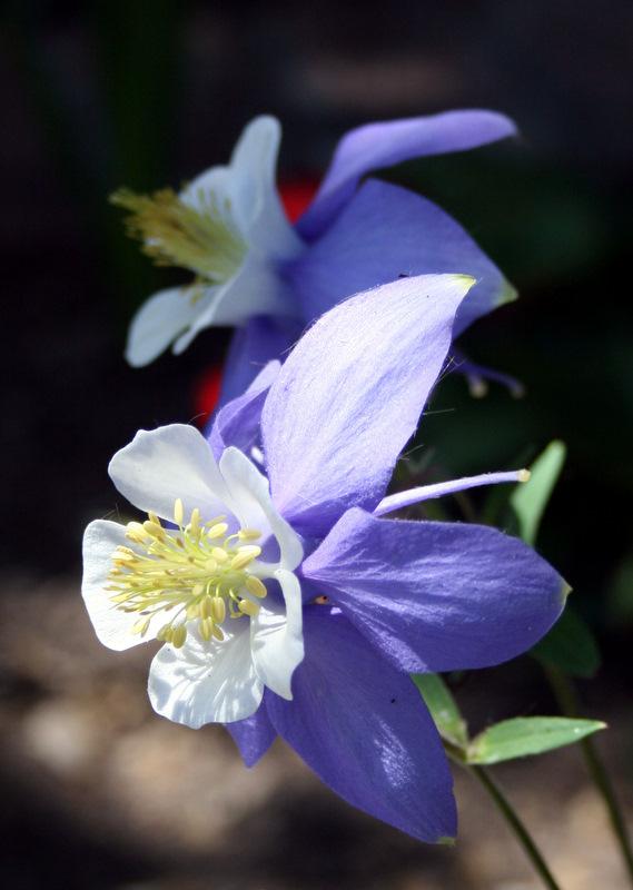 Photo of Columbine (Aquilegia coerulea Origami™ Blue & White) uploaded by Calif_Sue