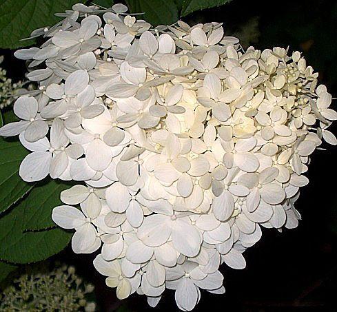 Photo of Panicle Hydrangea (Hydrangea paniculata Limelight™) uploaded by PollyK