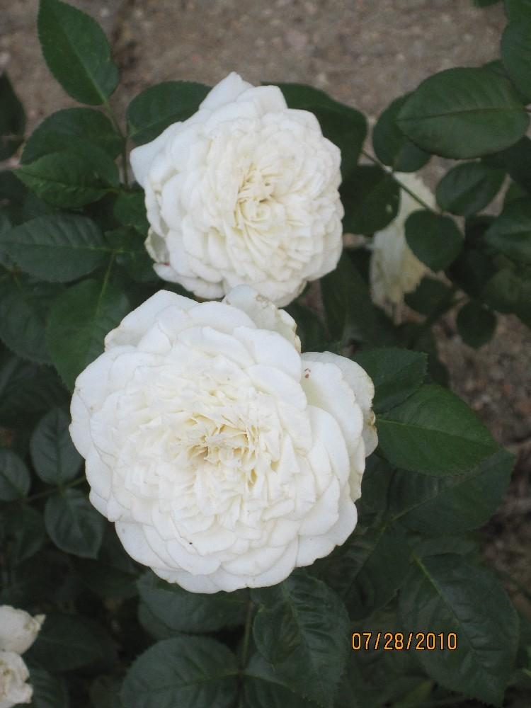 Photo of Rose (Rosa 'Pure Perfume') uploaded by Skiekitty
