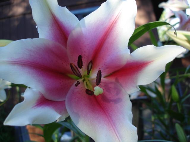 Photo of Lily (Lilium 'Pink Brilliant') uploaded by chocolatemoose