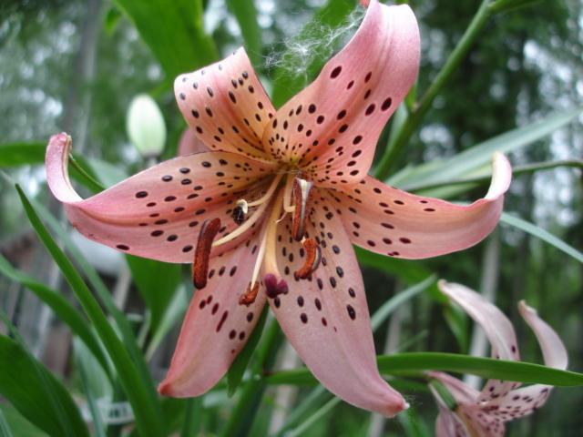 Photo of Lilies (Lilium) uploaded by chocolatemoose