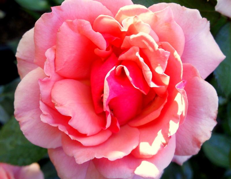 Photo of Rose (Rosa 'Tournament of Roses') uploaded by Tex68