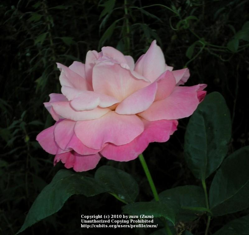 Photo of Rose (Rosa 'Color Magic') uploaded by zuzu