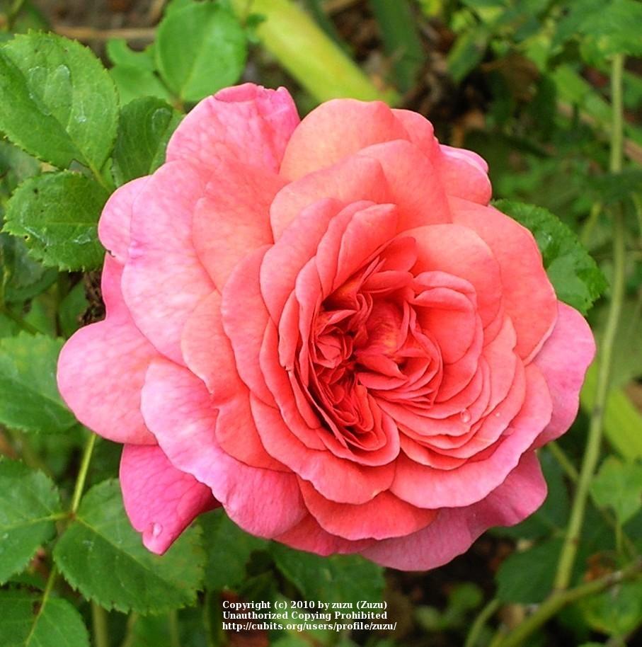 Photo of Rose (Rosa 'Christopher Marlowe') uploaded by zuzu