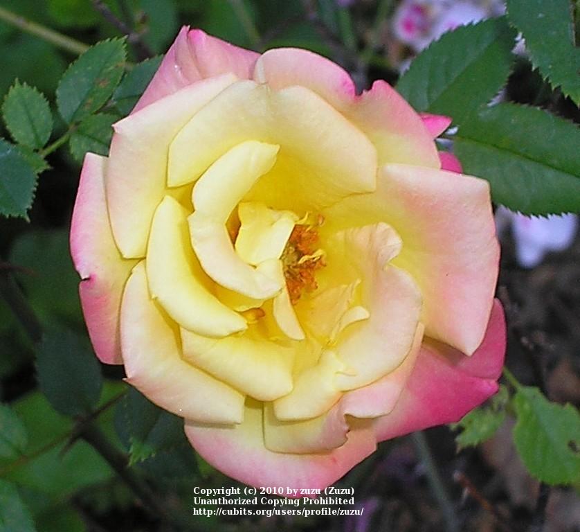 Photo of Rose (Rosa 'Bees Knees') uploaded by zuzu