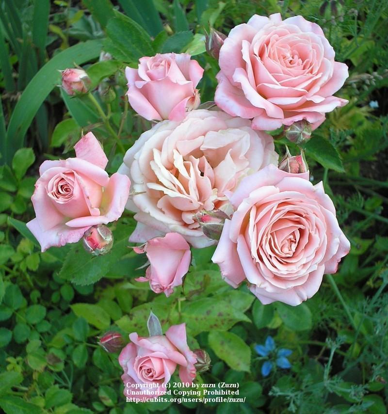 Photo of Rose (Rosa 'Chic') uploaded by zuzu
