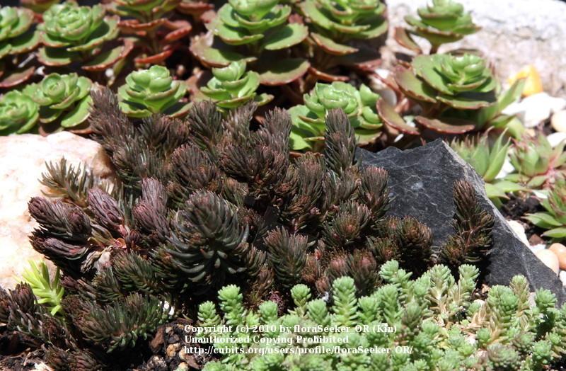 Photo of Stonecrop (Sedum polytrichoides 'Chocolate Ball') uploaded by floraSeeker_OR