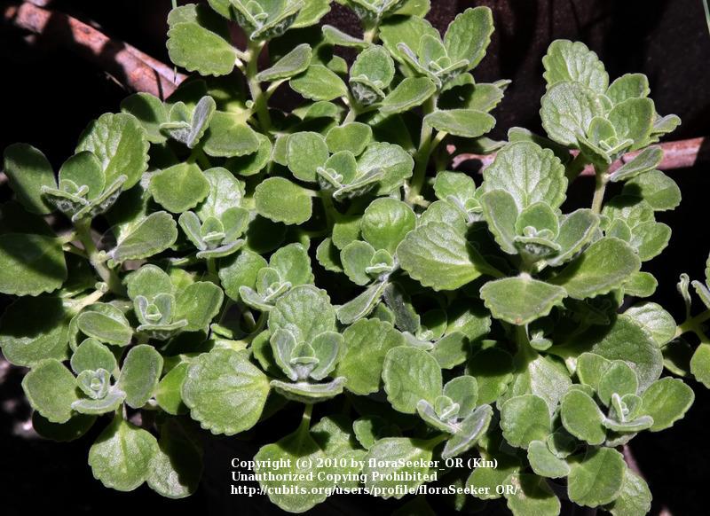 Photo of Cuban Oregano (Coleus amboinicus) uploaded by floraSeeker_OR