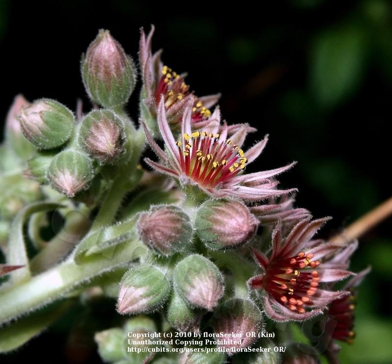 Photo of Hen and Chicks (Sempervivum 'Ruby Heart') uploaded by floraSeeker_OR