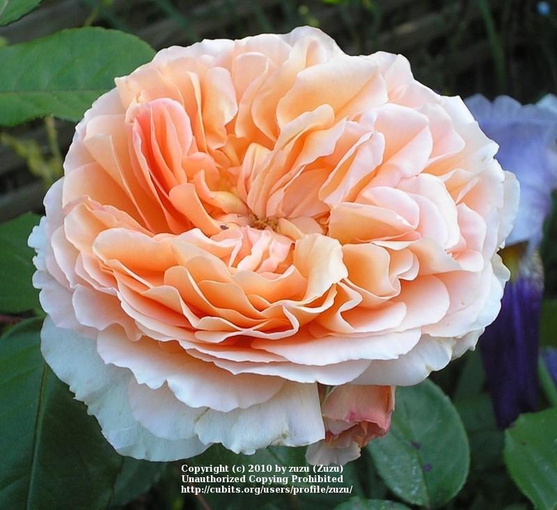 Photo of English Shrub Rose (Rosa 'Crown Princess Margareta') uploaded by zuzu