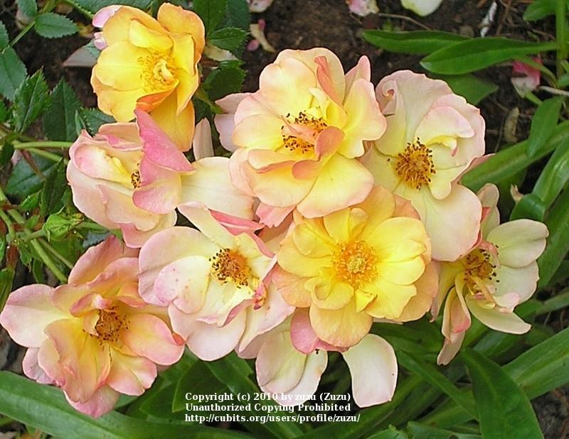Photo of Rose (Rosa 'Linnaeus') uploaded by zuzu