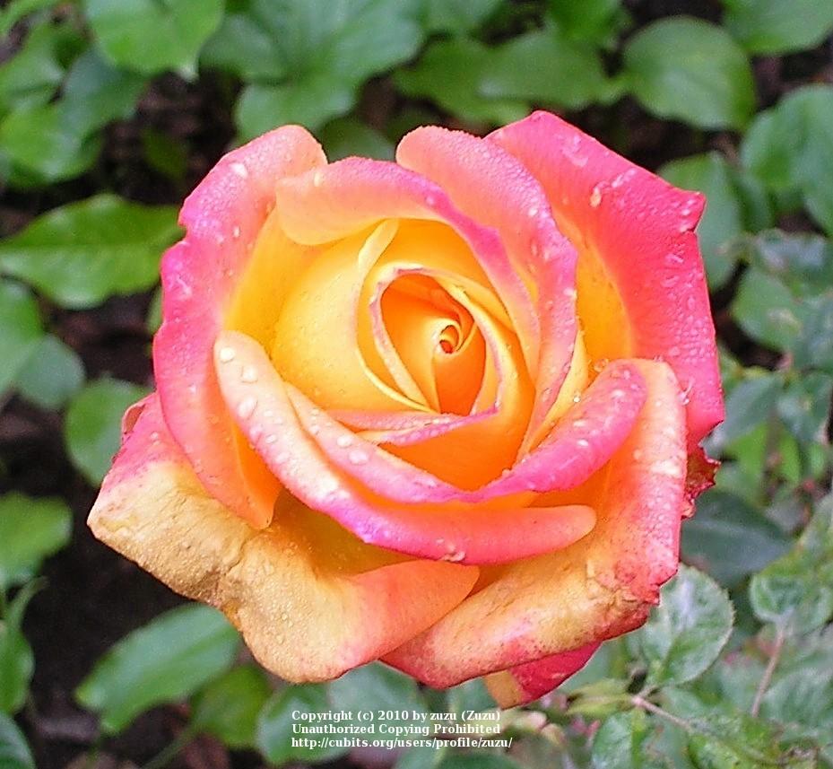 Photo of Rose (Rosa 'Delta Gold') uploaded by zuzu