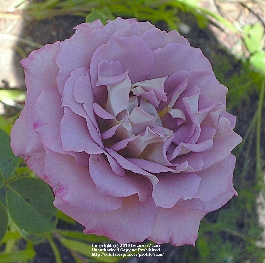 Photo of Rose (Rosa 'Double Feature') uploaded by zuzu