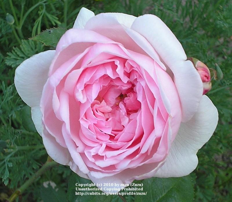 Photo of Rose (Rosa 'Eglantyne') uploaded by zuzu