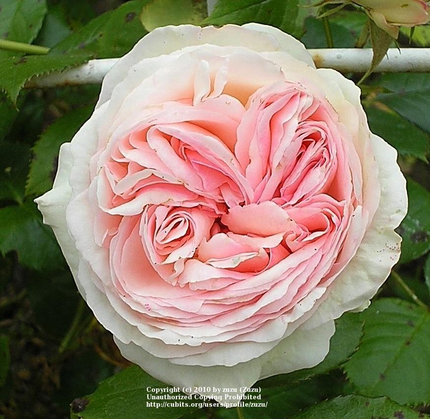 Photo of Rose (Rosa 'Pierre de Ronsard') uploaded by zuzu