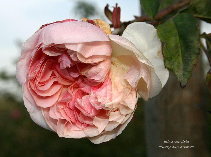 Photo of Rose (Rosa 'Elie Beauvillain') uploaded by Calif_Sue