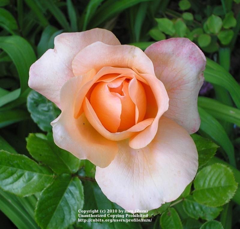 Photo of Rose (Rosa 'English Sonnet') uploaded by zuzu