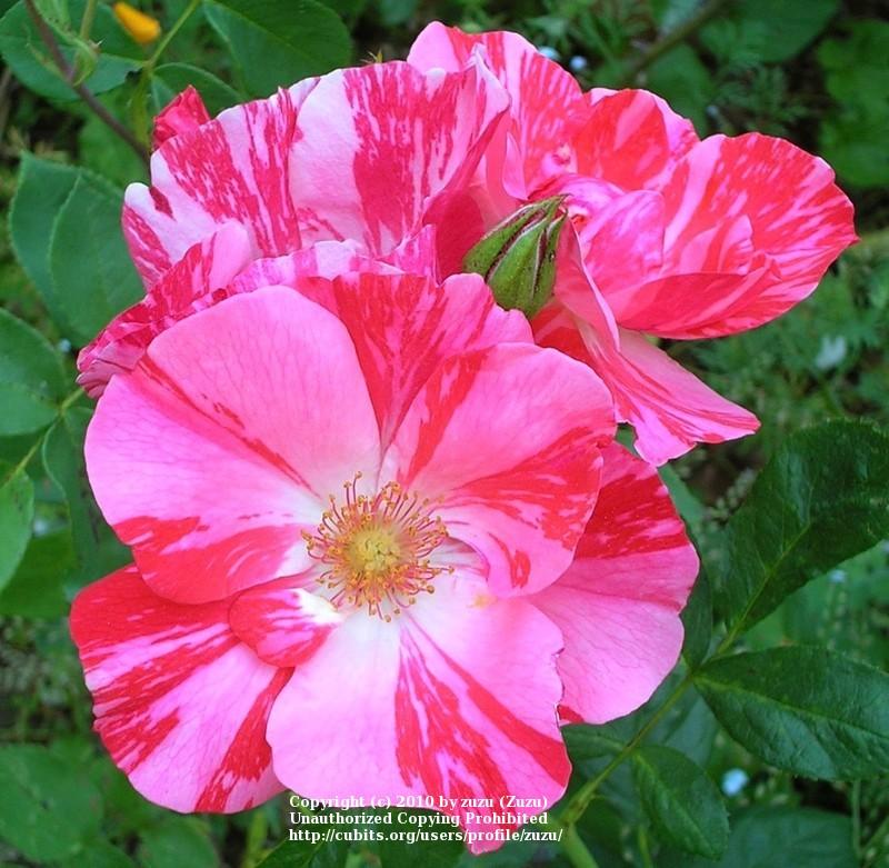 Photo of Rose (Rosa 'Festival Fanfare') uploaded by zuzu