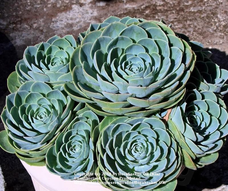 Photo of Blue Rose (Echeveria 'Imbricata') uploaded by floraSeeker_OR