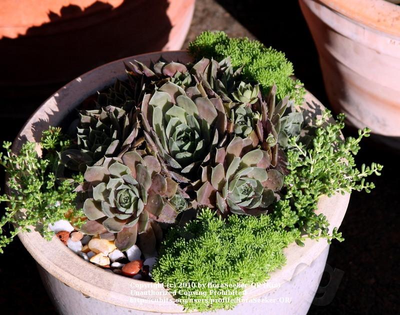 Photo of Hen and Chicks (Sempervivum 'Silverine') uploaded by floraSeeker_OR