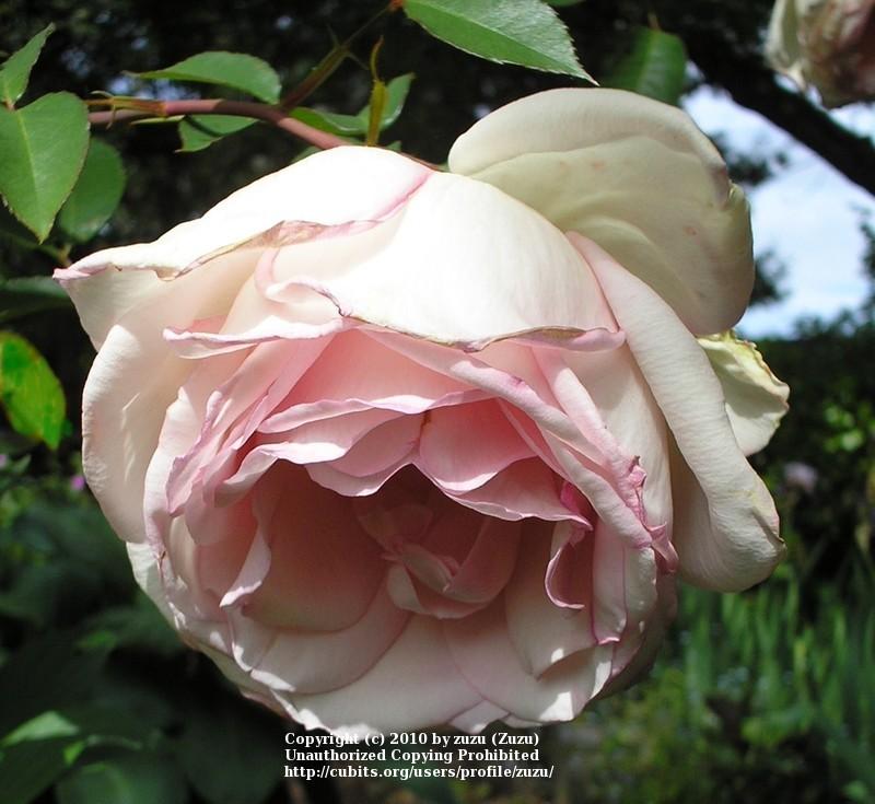 Photo of Hybrid Tea Rose (Rosa 'Garden Party') uploaded by zuzu