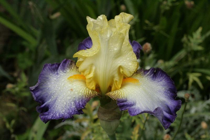 Photo of Tall Bearded Iris (Iris 'Bel Avenir') uploaded by CLUSIANA