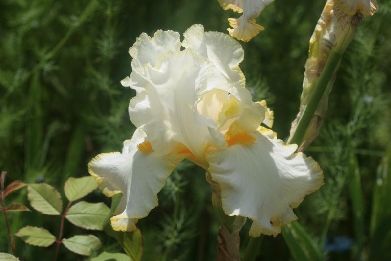 Photo of Tall Bearded Iris (Iris 'Bride's Halo') uploaded by CLUSIANA