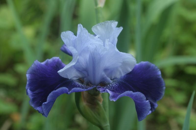 Photo of Tall Bearded Iris (Iris 'World Premier') uploaded by CLUSIANA