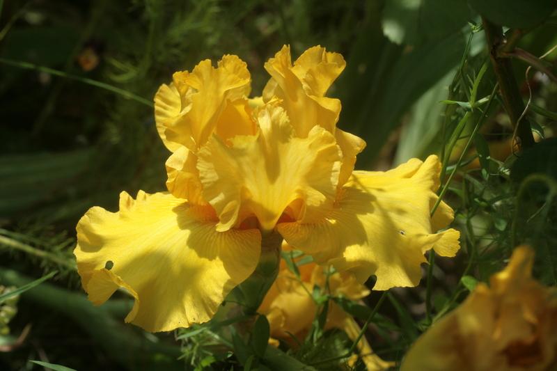 Photo of Tall Bearded Iris (Iris 'Bold Gold') uploaded by CLUSIANA