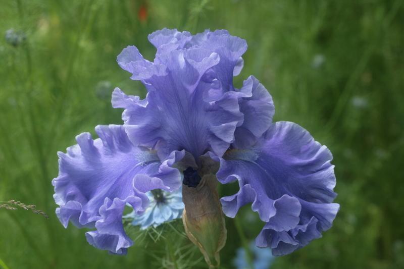 Photo of Tall Bearded Iris (Iris 'Sea Power') uploaded by CLUSIANA