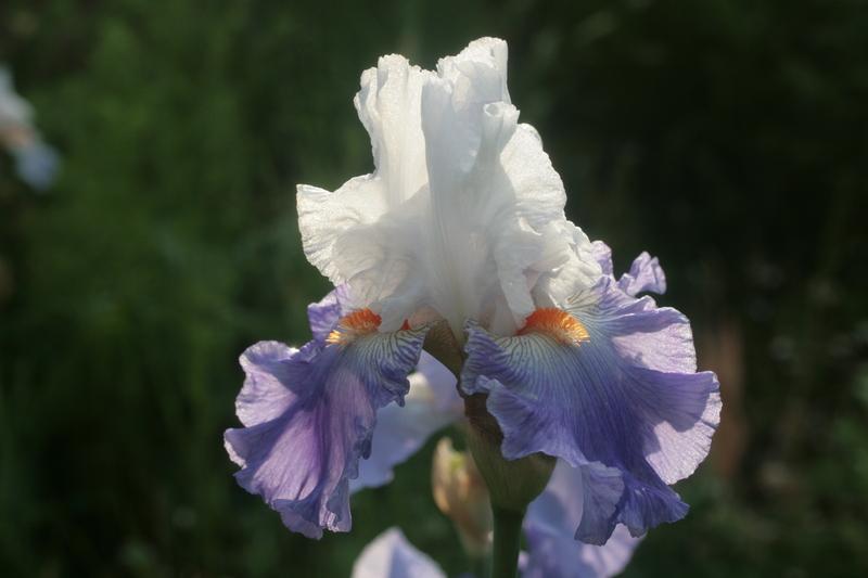 Photo of Tall Bearded Iris (Iris 'Parisien') uploaded by CLUSIANA