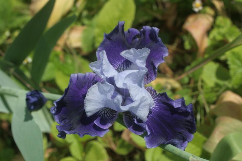 Photo of Tall Bearded Iris (Iris 'World Premier') uploaded by CLUSIANA