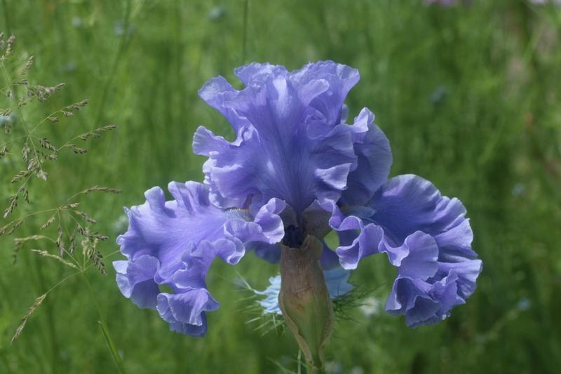 Photo of Tall Bearded Iris (Iris 'Sea Power') uploaded by CLUSIANA