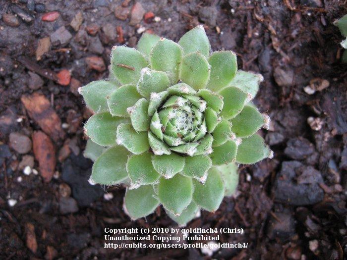 Photo of Hen and Chicks (Sempervivum 'Silver Jubilee') uploaded by goldfinch4