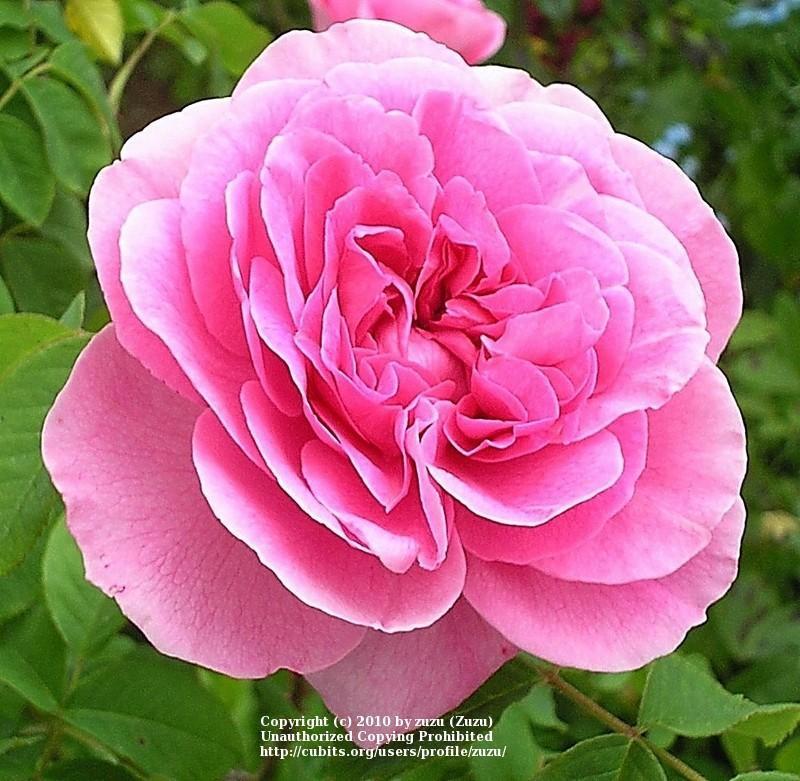 Photo of Rose (Rosa 'Gertrude Jekyll') uploaded by zuzu