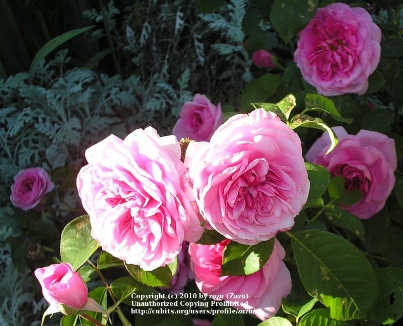 Photo of Rose (Rosa 'Gertrude Jekyll') uploaded by zuzu