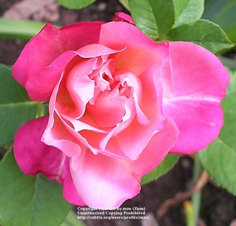 Photo of Rose (Rosa 'General Gallieni') uploaded by zuzu