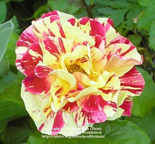 Photo of Rose (Rosa 'George Burns') uploaded by zuzu