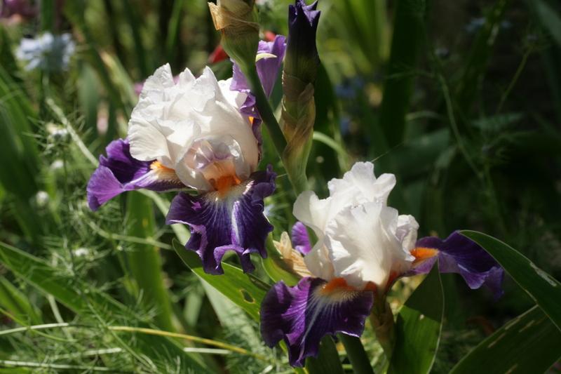 Photo of Tall Bearded Iris (Iris 'Garnement') uploaded by CLUSIANA