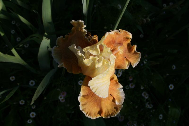 Photo of Tall Bearded Iris (Iris 'English Charm') uploaded by CLUSIANA