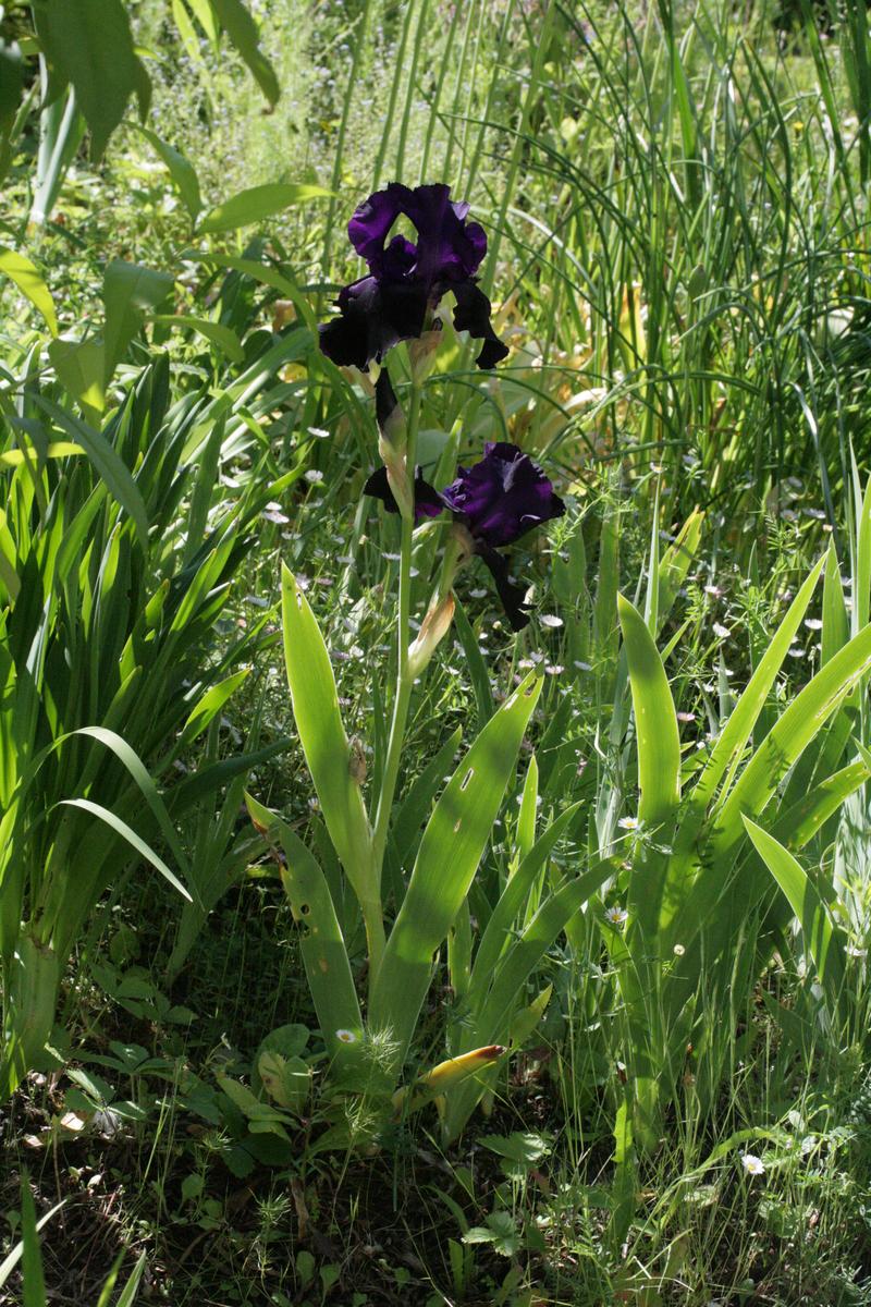 Photo of Tall Bearded Iris (Iris 'Black Tie Affair') uploaded by CLUSIANA