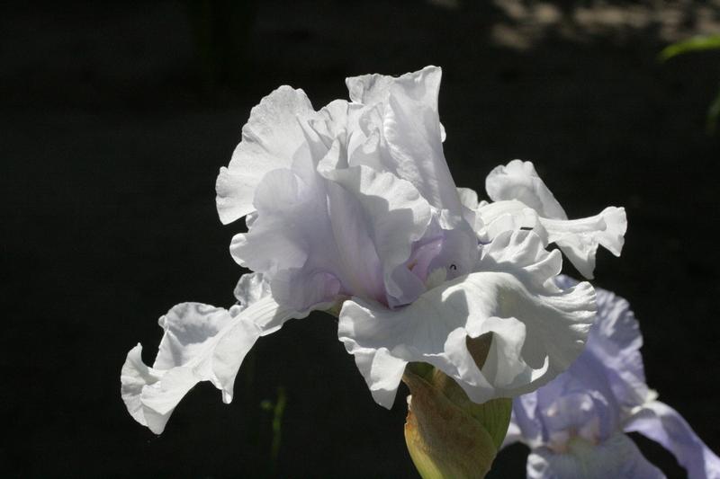 Photo of Tall Bearded Iris (Iris 'Silverado') uploaded by CLUSIANA