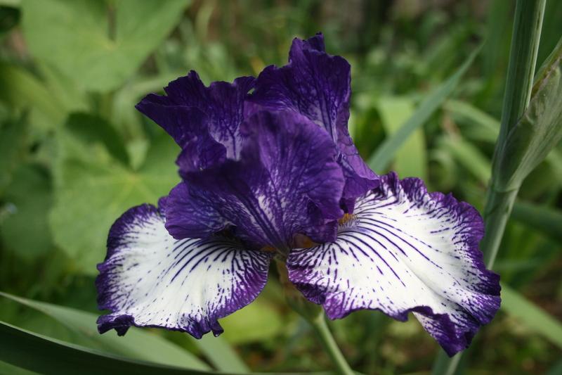Photo of Tall Bearded Iris (Iris 'Art Deco') uploaded by CLUSIANA